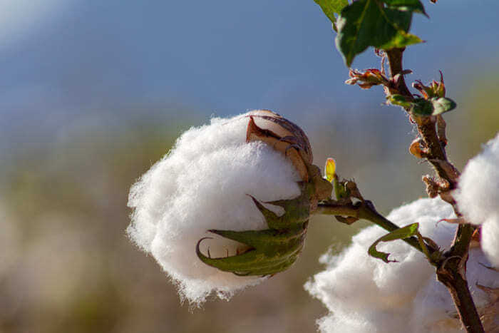 origem do algodão pima
