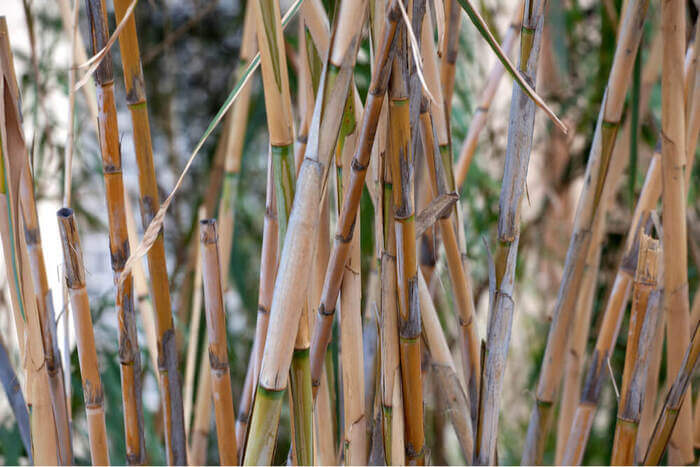 Tecido de fibra de bambu: vantagens de usá-lo