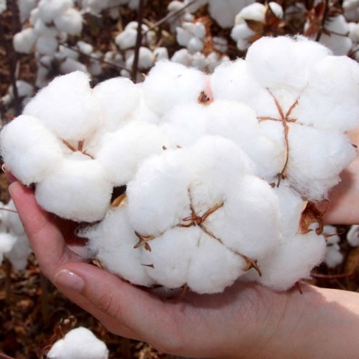 Tudo o que precisa saber sobre algodão egípcio e suas vantagens