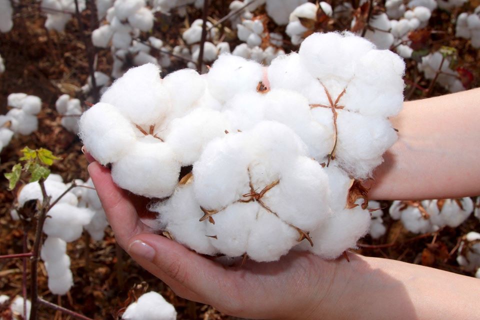 Tudo o que precisa saber sobre algodão egípcio e suas vantagens