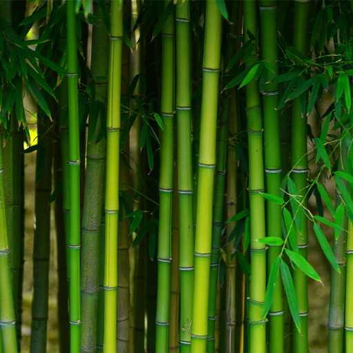 O que faz a Fibra de Bambu Artelassê ser incrível?