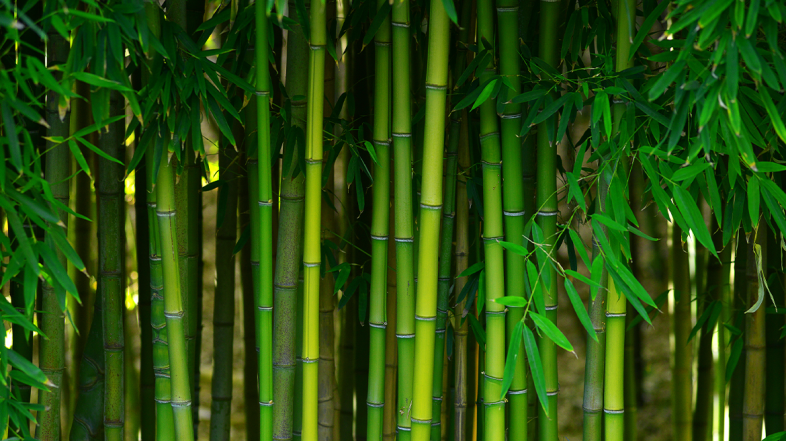 O que faz a Fibra de Bambu Artelassê ser incrível?